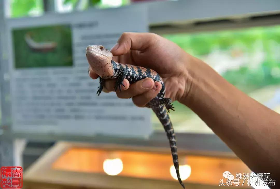 株洲好玩的生态园,株洲玩的地方推荐动物园