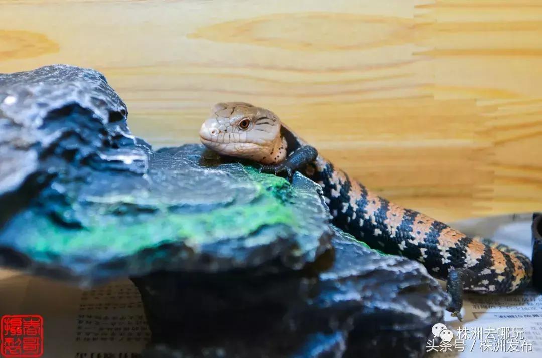 株洲好玩的生态园,株洲玩的地方推荐动物园