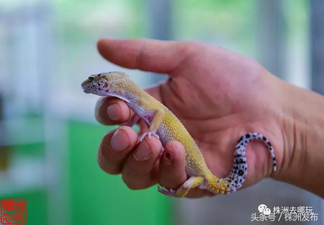 株洲好玩的生态园,株洲玩的地方推荐动物园
