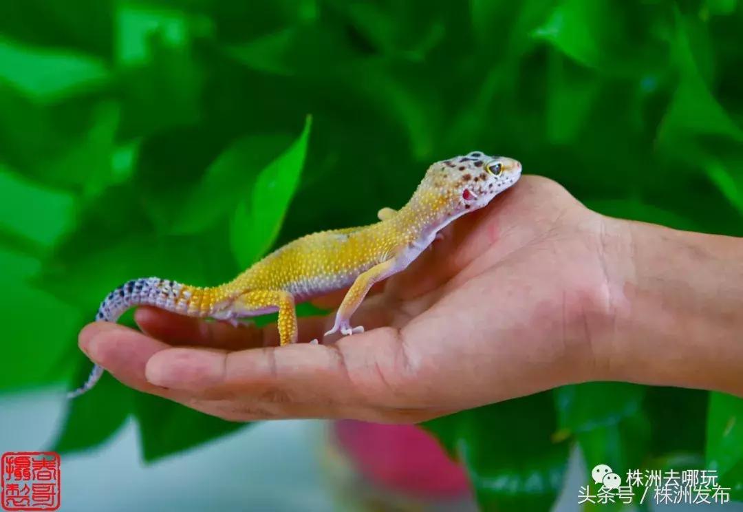 株洲好玩的生态园,株洲玩的地方推荐动物园