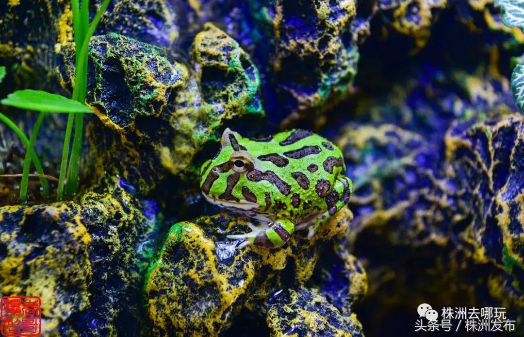 株洲好玩的生态园,株洲玩的地方推荐动物园