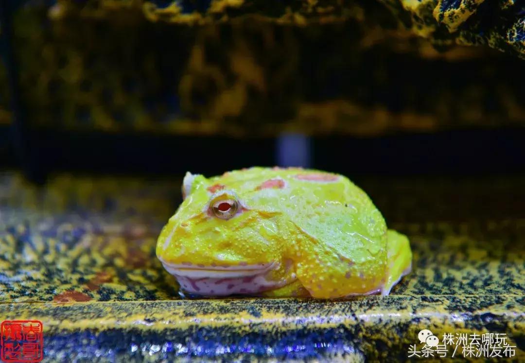 株洲好玩的生态园,株洲玩的地方推荐动物园