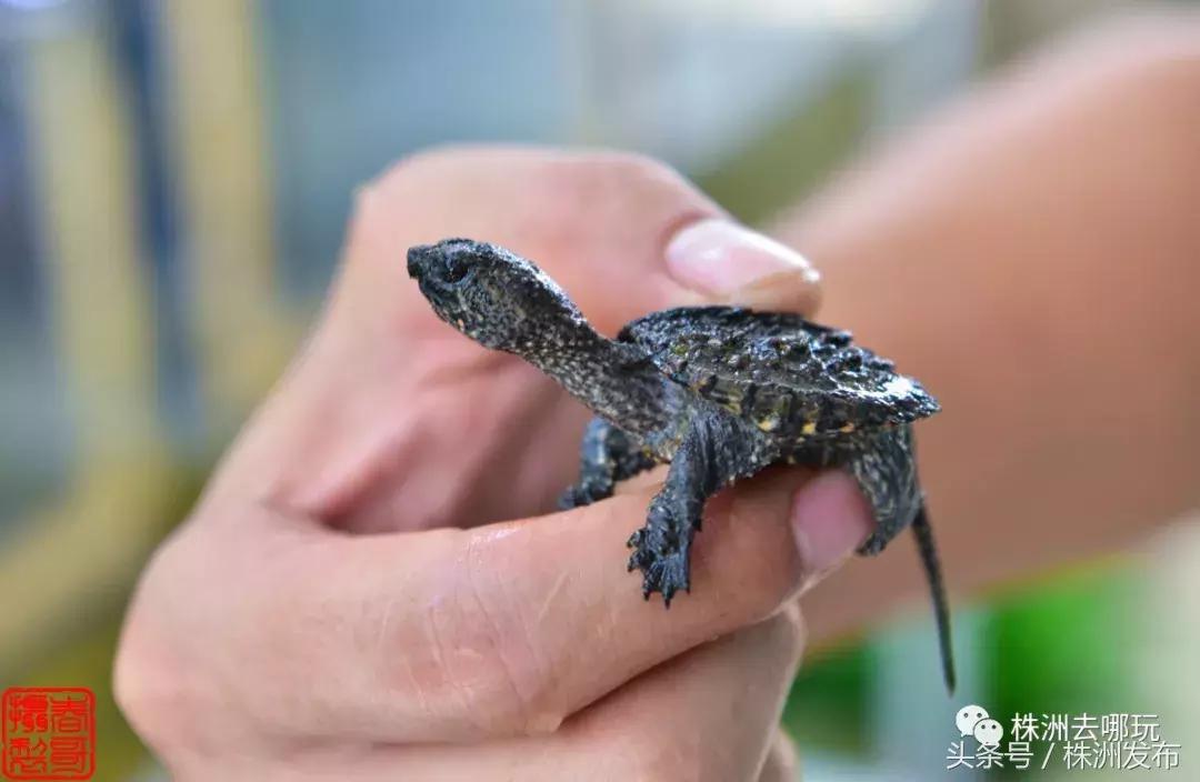 株洲好玩的生态园,株洲玩的地方推荐动物园