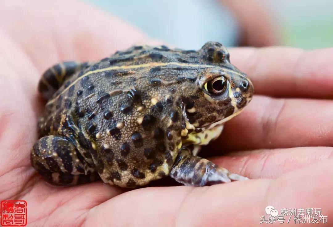 株洲好玩的生态园,株洲玩的地方推荐动物园