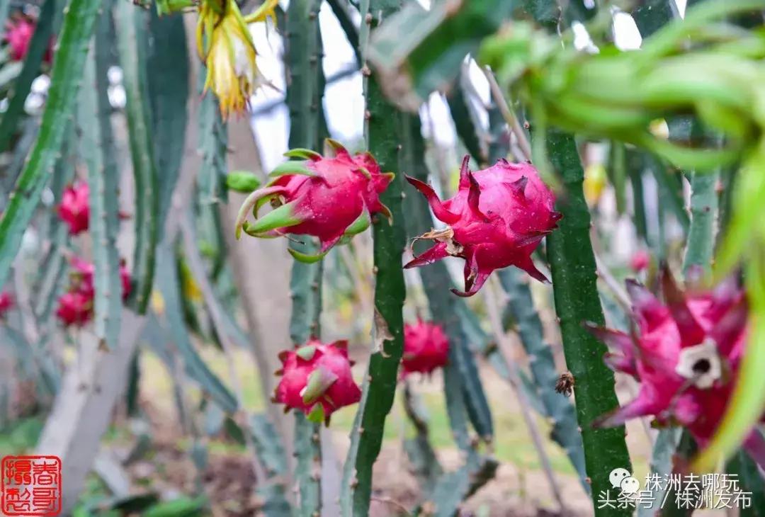 株洲好玩的生态园,株洲玩的地方推荐动物园