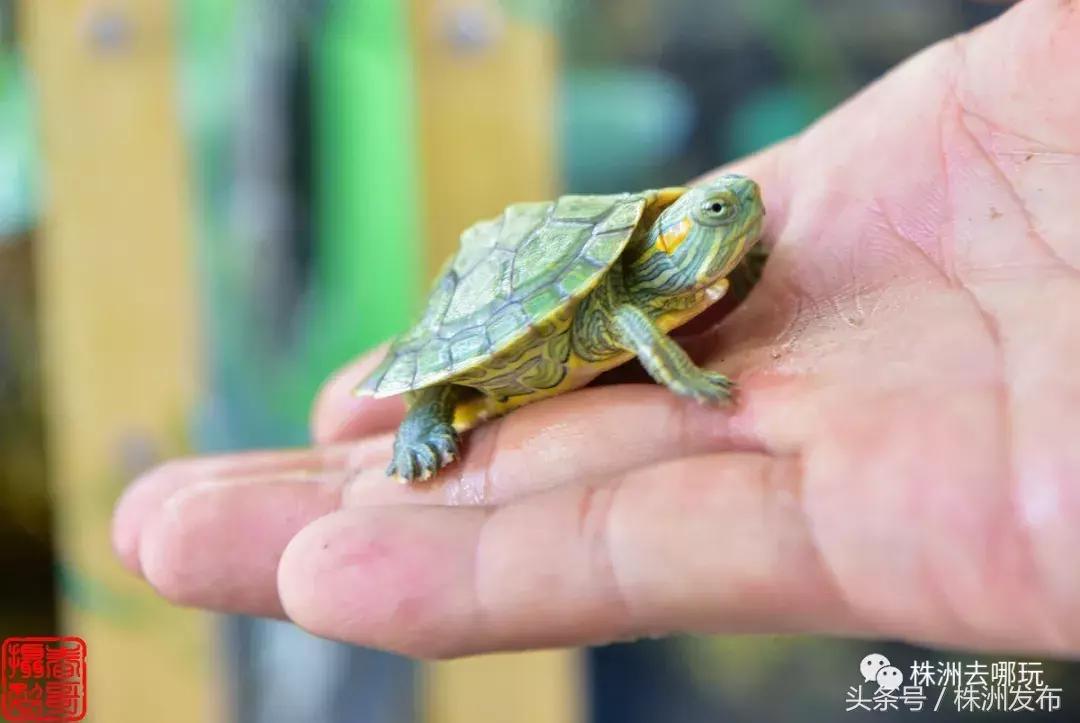 株洲好玩的生态园,株洲玩的地方推荐动物园