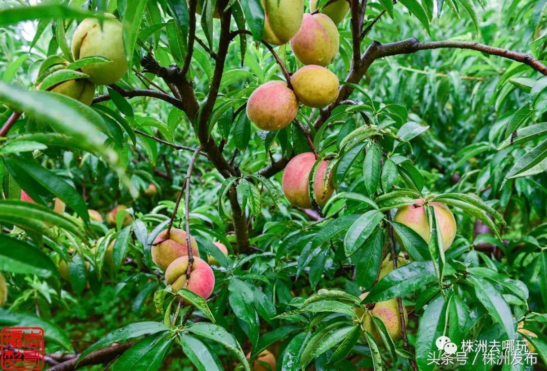 株洲好玩的生态园,株洲玩的地方推荐动物园