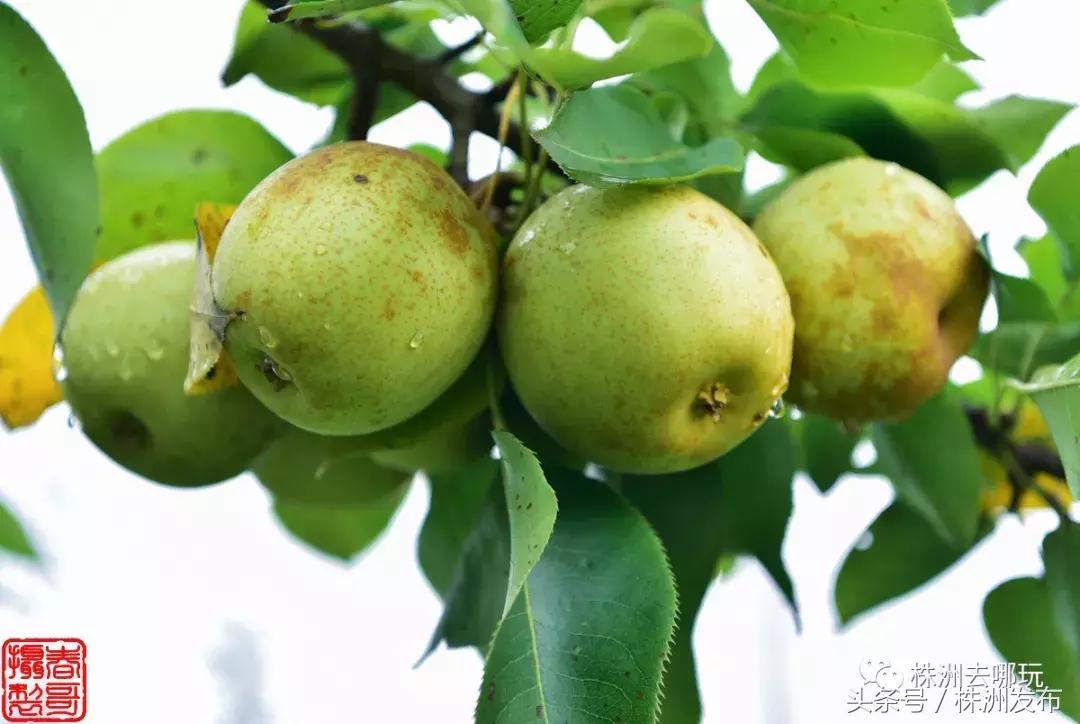 株洲好玩的生态园,株洲玩的地方推荐动物园