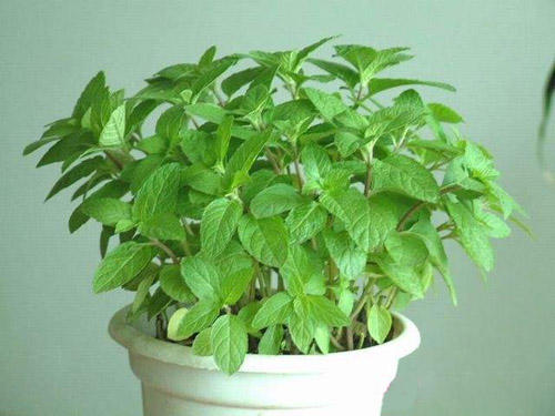 薄荷叶子有虫子是怎么回事,薄荷盆栽有黑虫怎么办