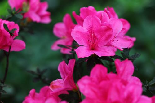 4种寓意好的花卉,6种不同花卉代表的寓意