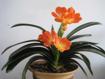 4种寓意好的花卉,6种不同花卉代表的寓意