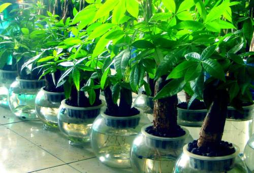 4种寓意好的花卉,6种不同花卉代表的寓意