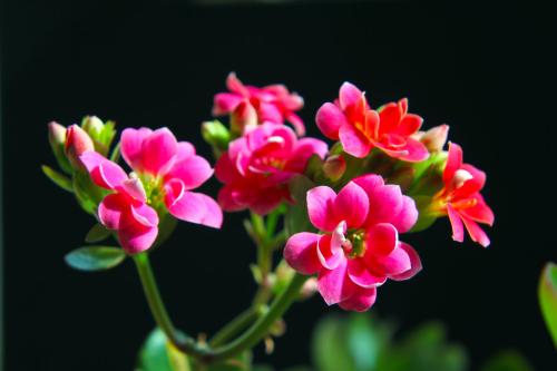 4种寓意好的花卉,6种不同花卉代表的寓意