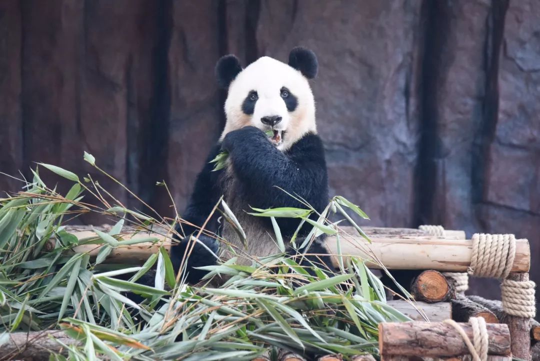 实力圈粉！熊猫兄弟今天正式亮相东莞，一大波萌图滚滚来袭