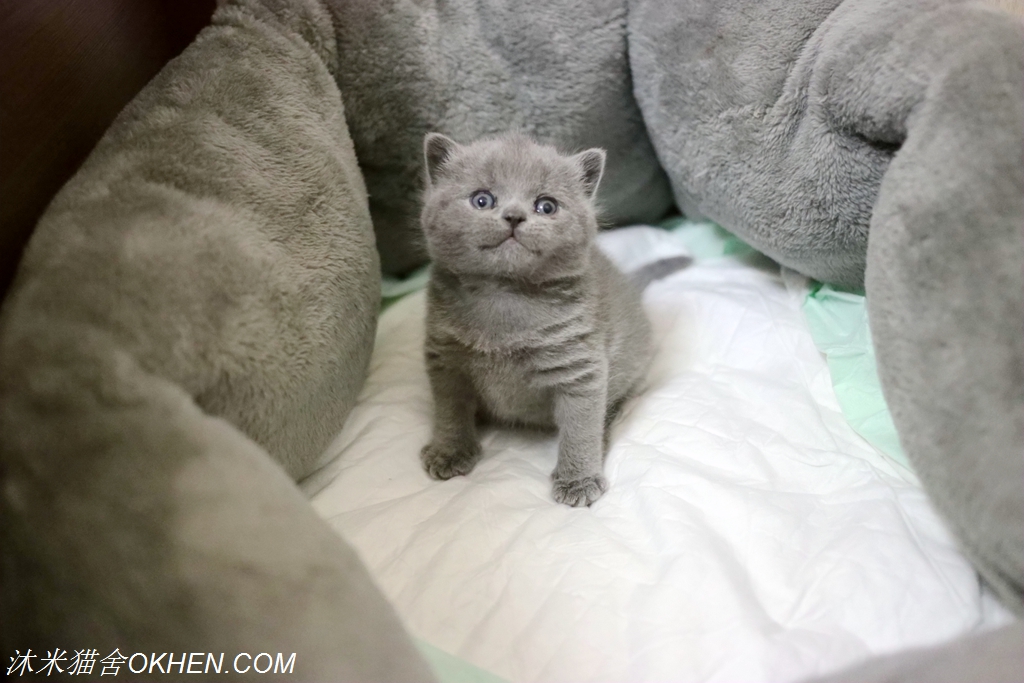 英短母三花猫的优点和缺点,怎么鉴别英短蓝白猫的血统纯不纯