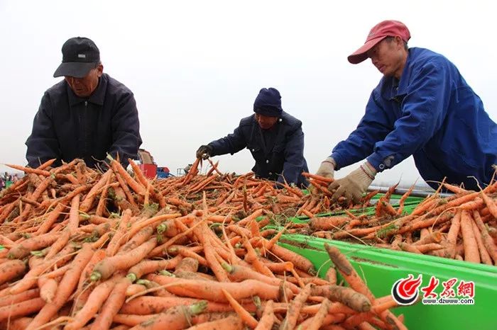 拇指大小的胡萝卜，竟有数十亿的大商机？！