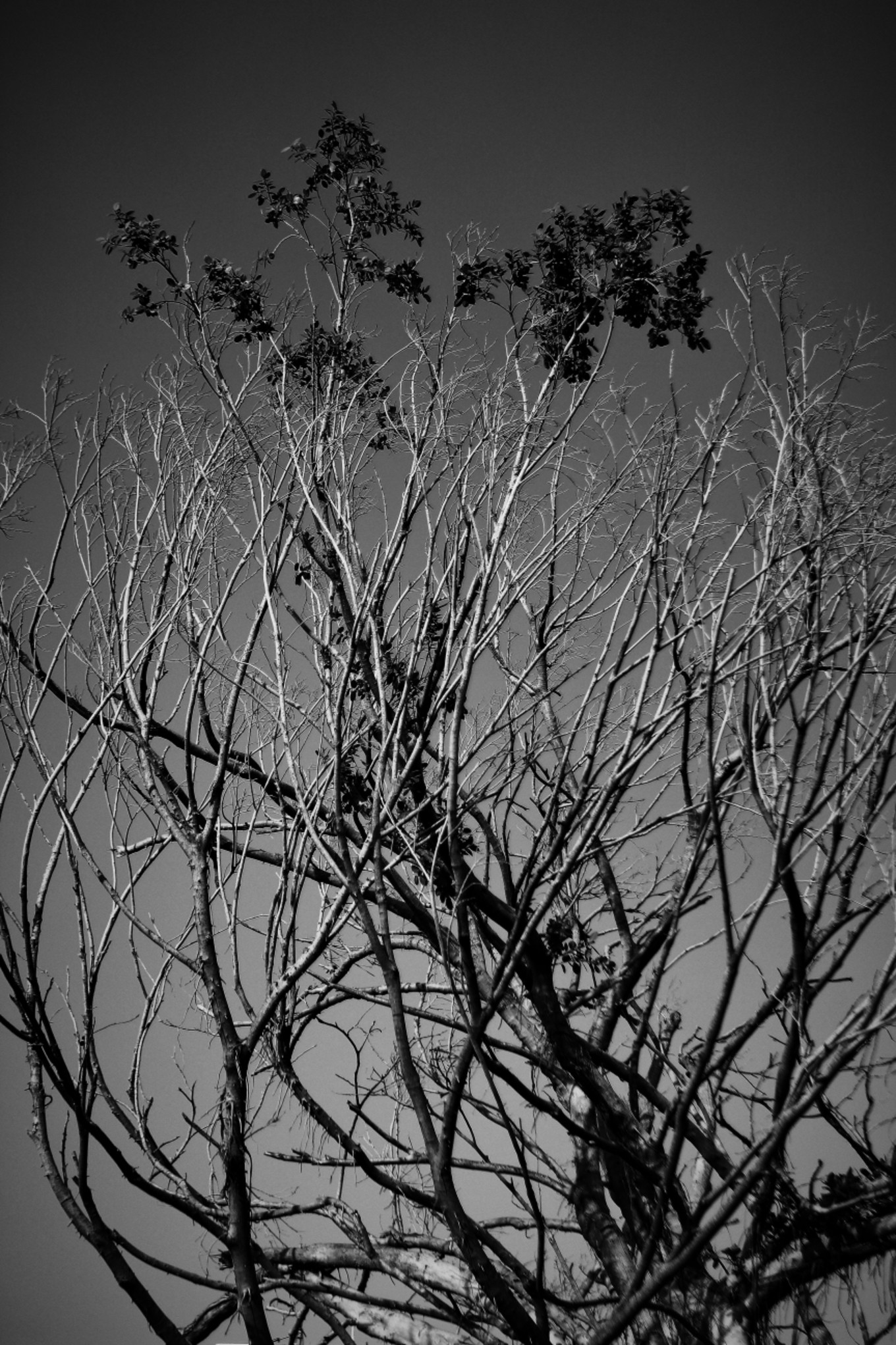 台湾阿里山一日游,到高雄旅行自由行攻略