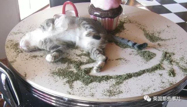 喵星人沉迷吸桃不能自拔……嗯……连颗桃子都有猫了啊！