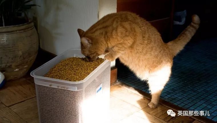 喵星人沉迷吸桃不能自拔……嗯……连颗桃子都有猫了啊！