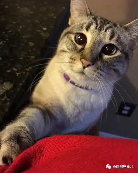 喵星人沉迷吸桃不能自拔……嗯……连颗桃子都有猫了啊！