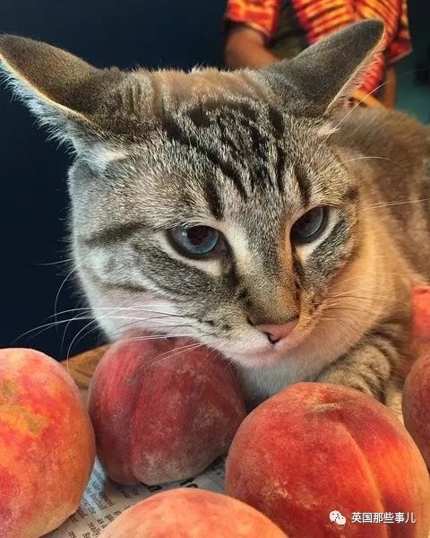 喵星人沉迷吸桃不能自拔……嗯……连颗桃子都有猫了啊！