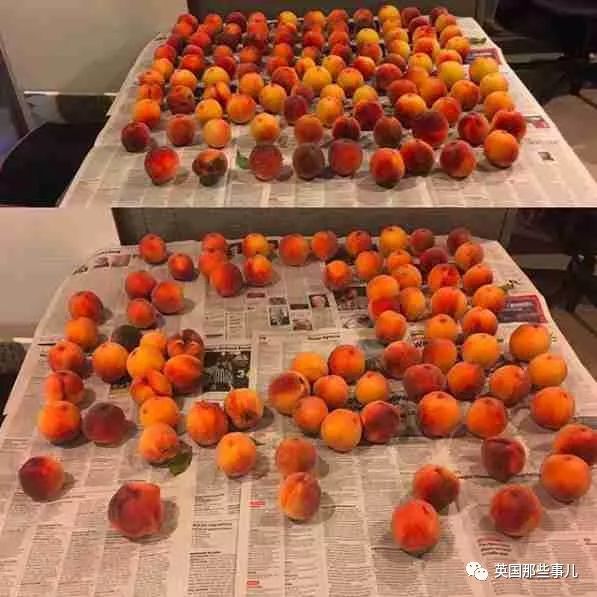 喵星人沉迷吸桃不能自拔……嗯……连颗桃子都有猫了啊！