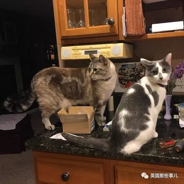 喵星人沉迷吸桃不能自拔……嗯……连颗桃子都有猫了啊！