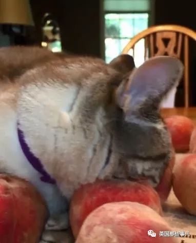 喵星人沉迷吸桃不能自拔……嗯……连颗桃子都有猫了啊！