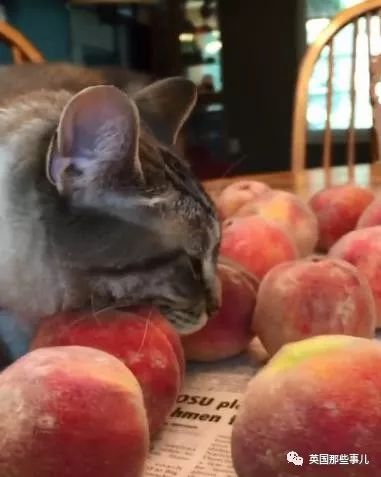 喵星人沉迷吸桃不能自拔……嗯……连颗桃子都有猫了啊！