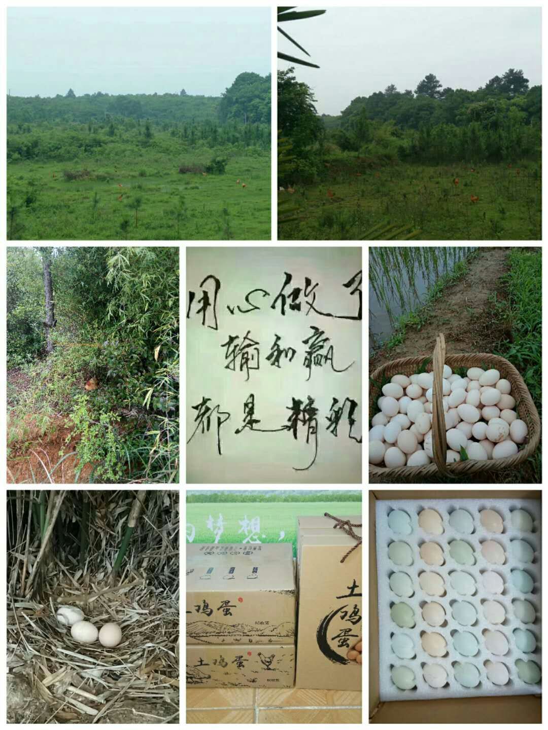 农业永远是最实在的行业,农业不是想象中的那么简单