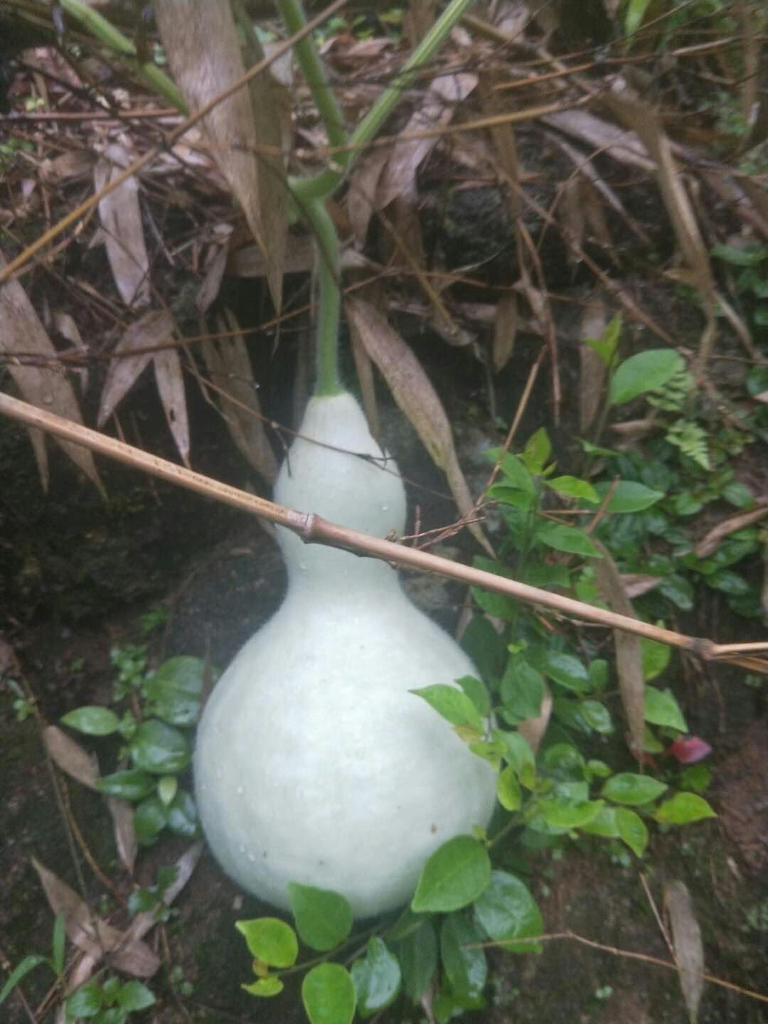 农业永远是最实在的行业,农业不是想象中的那么简单