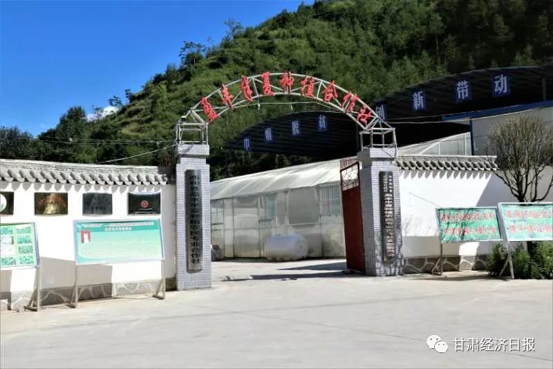 西和县半夏产业上的夫妻搭档