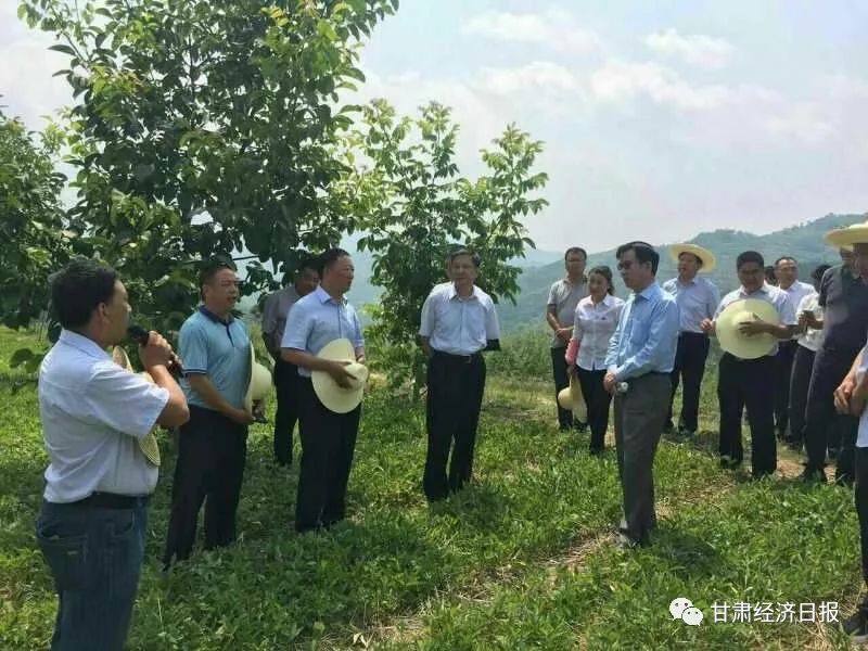 西和县半夏产业上的夫妻搭档