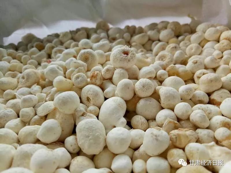 西和县半夏产业上的夫妻搭档