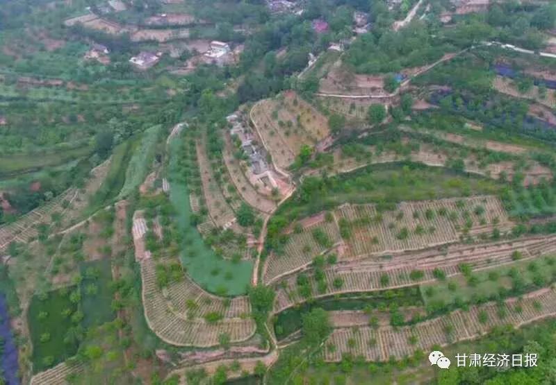 西和县半夏产业上的夫妻搭档