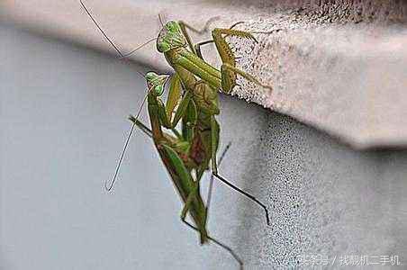 螳螂怎么会吃掉另一只螳螂,螳螂为什么总是舔它的手