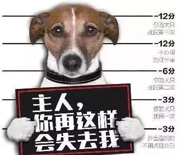 流浪狗伤人报警后怎么处理,流浪狗想咬人被打了违法吗