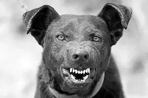 流浪狗伤人报警后怎么处理,流浪狗想咬人被打了违法吗