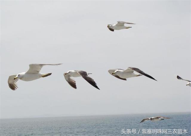 辽宁农家乐旅游攻略,辽宁农家度假村