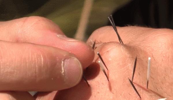 野外遇到这些巨型动物一定要小心,这十种动物千万别惹