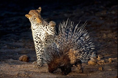 野外遇到这些巨型动物一定要小心,这十种动物千万别惹