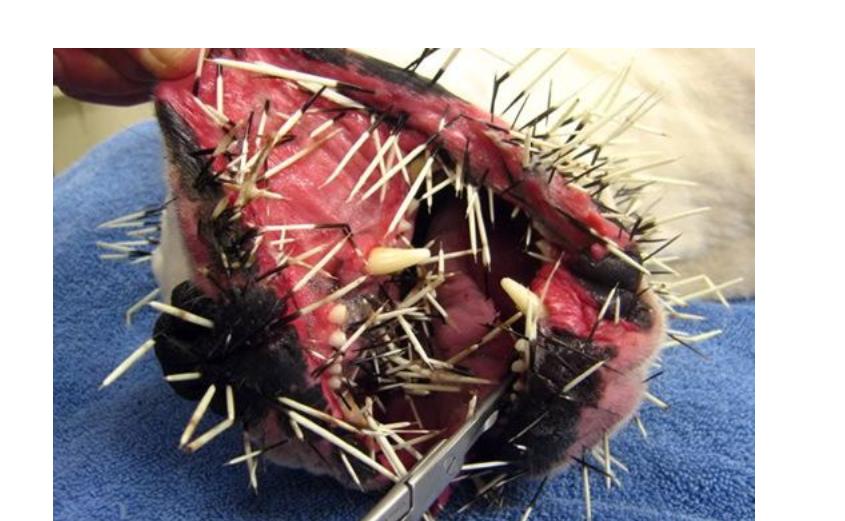 野外遇到这些巨型动物一定要小心,这十种动物千万别惹