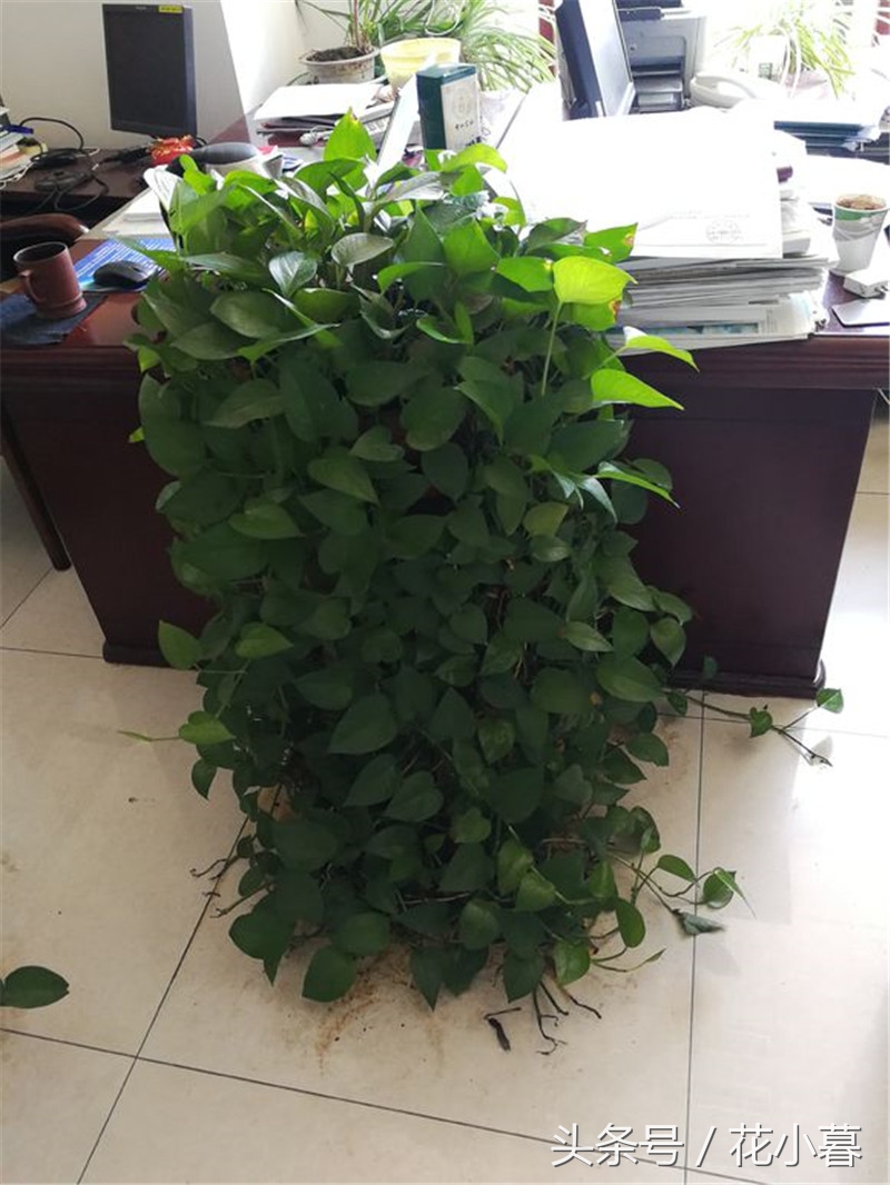 绿萝养成了黄绿萝,如何加速绿萝成长