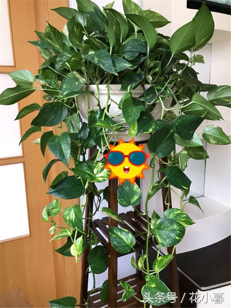 绿萝养成了黄绿萝,如何加速绿萝成长