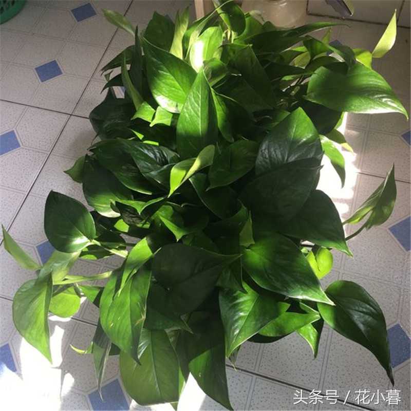 绿萝养成了黄绿萝,如何加速绿萝成长