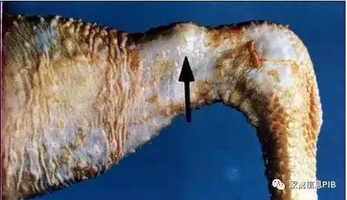 造成瘫鸡的原因有哪些,该如何防控?