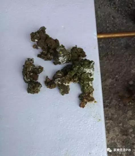 造成瘫鸡的原因有哪些,该如何防控?