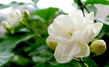 木樨科素馨属直立或攀援灌木植物,木犀科素馨属灌木有哪些