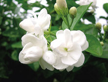 木樨科素馨属直立或攀援灌木植物,木犀科素馨属灌木有哪些