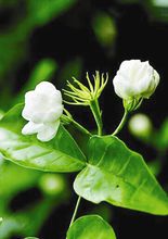 木樨科素馨属直立或攀援灌木植物,木犀科素馨属灌木有哪些